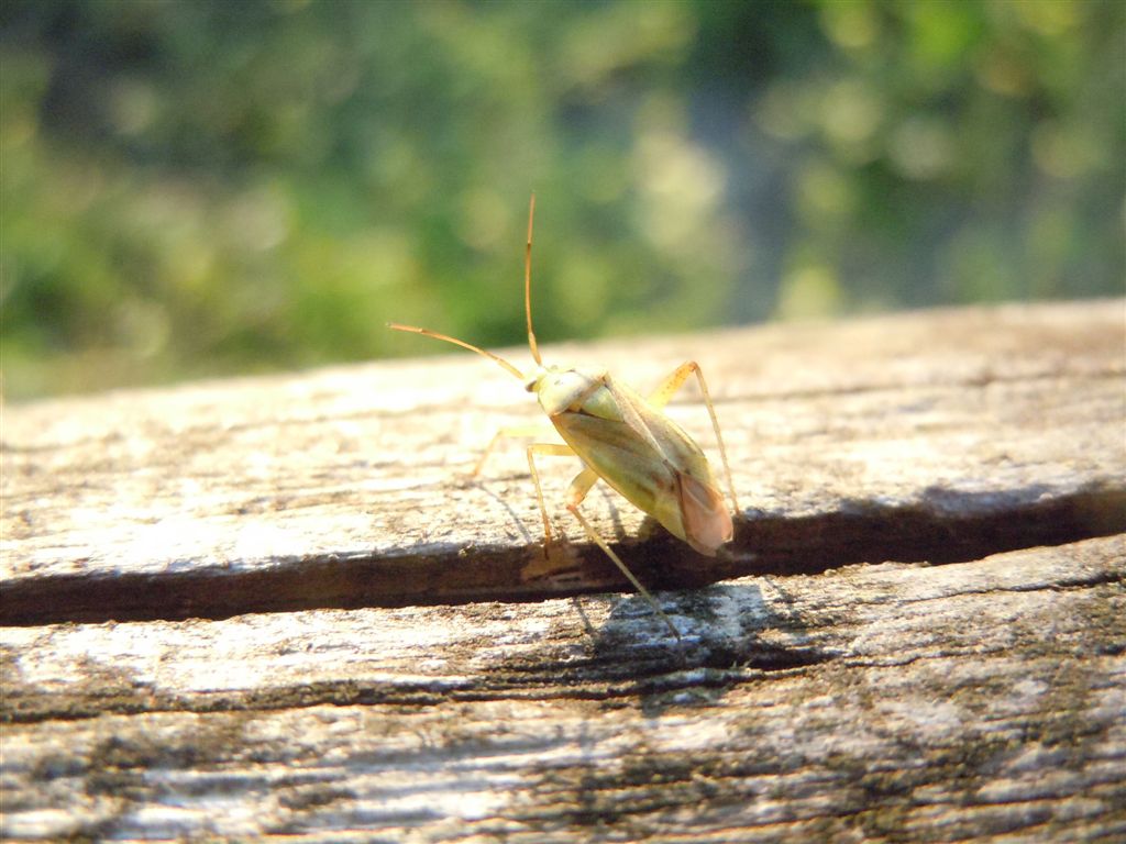 Miridae: Closterotomus norwegicus vittiger della Campania